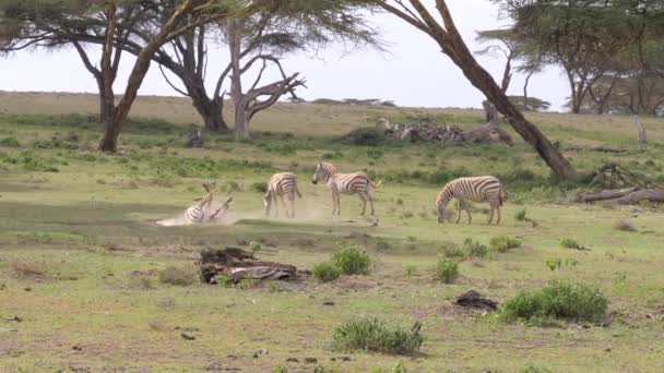 Una mandria di zebre in un campo, uno cade a terra e inizia a prudere — Video Stock