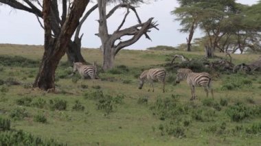 Bir alan ve yürüyüş Acacias Afrika savana otlatma zebralar sürüsü