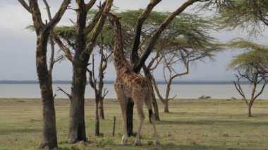 Zürafa akasya kabuğu, Afrika savana 4 k rezerv yiyor