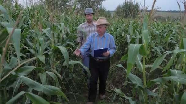 Agricultores caminham por um campo de milho, examinam o amadurecimento da colheita — Vídeo de Stock