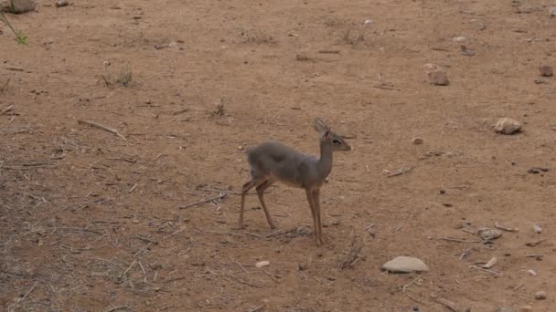 Antelope Dik-Dik è venuto a un punto morto, il primo piano africano Samburu — Video Stock