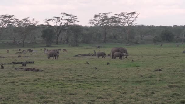 Afrikanska elefanter, antiloper, zebror och apor som betar i ett fält på Acacia — Stockvideo