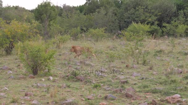 Великі дорослі Африканський Лев виходить з кущів в Масаї Мара Національний заповідник — стокове відео