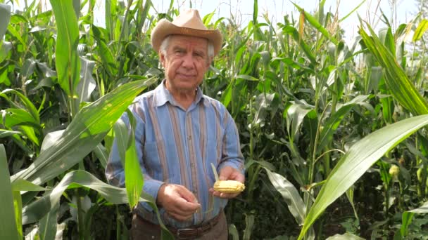 Ritratto di un agricoltore anziano in un cappello da cowboy in un campo di mais che tiene la pannocchia di mais — Video Stock