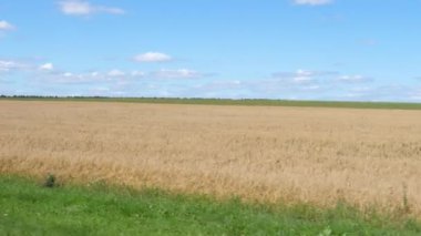 Olgun çavdar, altın rengi, hasat yanındaki hareketi