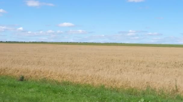 黄金色、熟したライ麦の収穫の横にある運動 — ストック動画