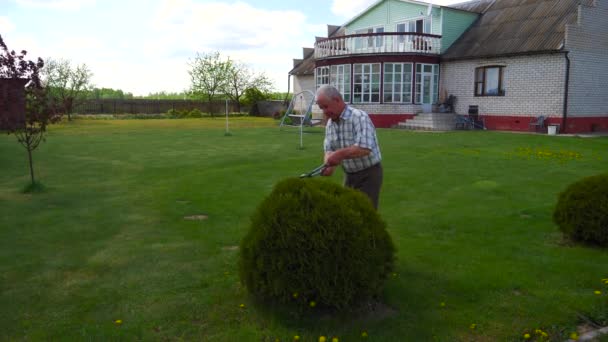 Vieil homme travailleur élagué avec un beau jardin ciseaux arbuste ornemental . — Video