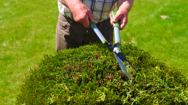 Shears the shrub with scissors. Close-up of hands and scissors, slow motion. — Stock Video