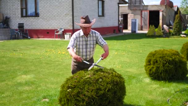 Εργατικοί συνταξιούχος κηπουρός κόβει με ψαλίδι καλλωπιστικών θάμνων. — Αρχείο Βίντεο