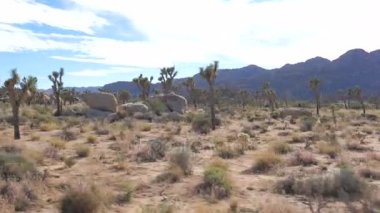 Hareket Joshua Tree National Park boyunca Mojave çölünde, Amerika