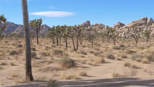 Movimiento a lo largo del Parque Nacional Joshua Tree en el desierto de Mojave, Estados Unidos — Vídeo de stock