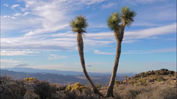 Timelapse v pouštní kaktus Joshua Tree na pozadí modré oblohy a kopce — Stock video