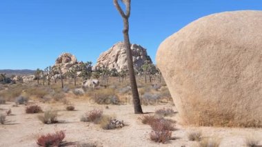 Sandy Mojave Çölü Maltepe kaktüs, büyük kayalar ile hareketi