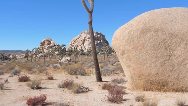 Movimiento a través del desierto de Sandy Mojave con Joshua Tree Cactus, enormes rocas — Vídeos de Stock