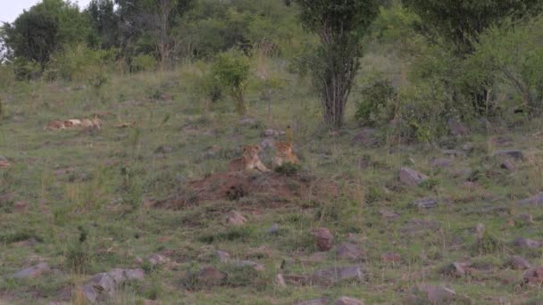 O filhote de leão jaz no descanso, olha para a distância, a savana africana, 4K — Vídeo de Stock
