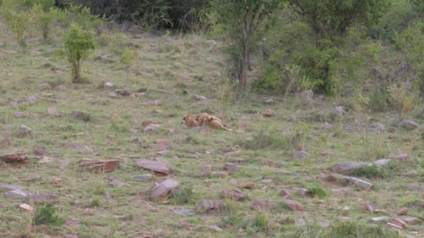 ライオンの 2 匹は、かむと戦い、アフリカのサバンナ、4 k、お互いに再生します。 — ストック動画