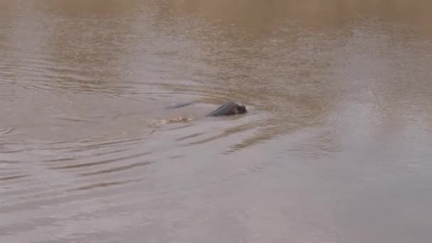 Два Бегемот занурення і поплавати у мулистими річки Мара, Африканський резервний 4 к — стокове відео