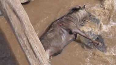 Geçiş sırasında Nehri öldü nehirde ölü antilop Gnu yatıyor