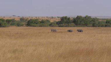 Bir sürü Filler ile Afrika savana 4 k tarlada hareketli bebek