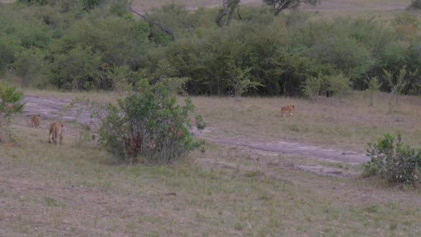 En flock vilda lejon med ungar ute i buskarna av den afrikanska savannen. 4k — Stockvideo