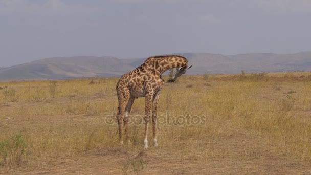 Solitario jirafa soportes entonces va a través sol quemado hierba africana sabana — Vídeos de Stock