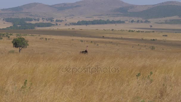 Pštros schovaný ve vysoké trávě africké savany a vyběhl na stranu — Stock video
