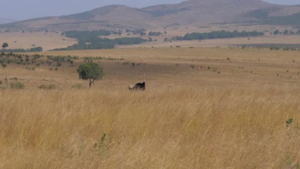 Avestruz pastando en alta, hierba seca africana Savannah Masai Mara, 4K — Vídeo de stock