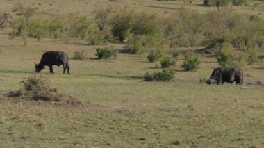 Afrika savana 4 k büyük Buffalo otlatma bir yeşil alan