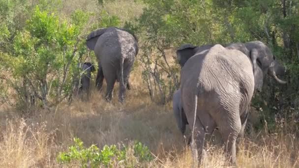 4 k のアフリカのサバンナの Bushlands の象皮の群れ — ストック動画