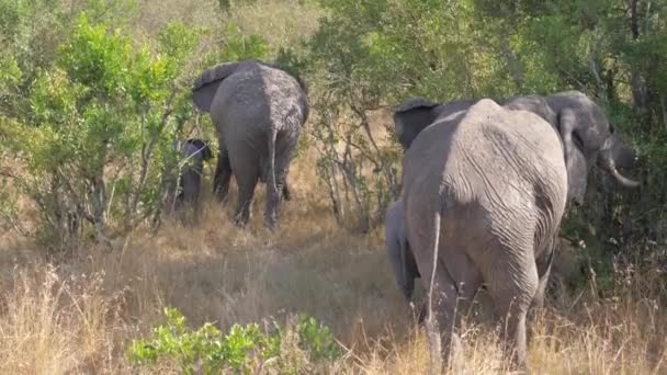 Manada de elefantes se esconden en los bosques de la sabana africana 4K — Vídeo de stock