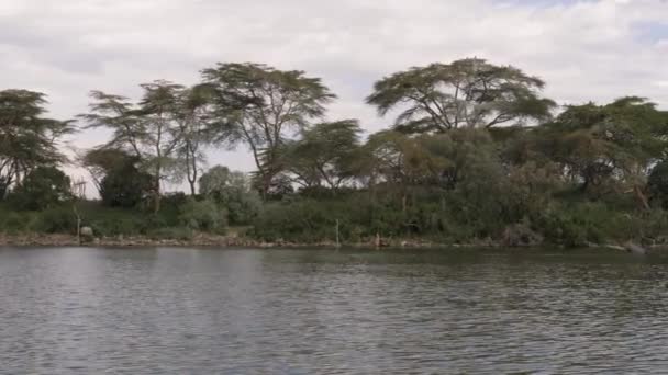 Movimento sul lago Naivasha con vista sull'acqua e riva con Acacia, 4K — Video Stock