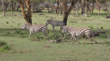 Akasya 4 k yeşil çimlere alanıyla zebralar devam