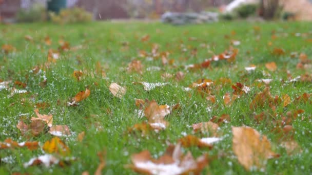 Close-up primeira neve caindo na grama verde com folhas caídas, câmera lenta — Vídeo de Stock