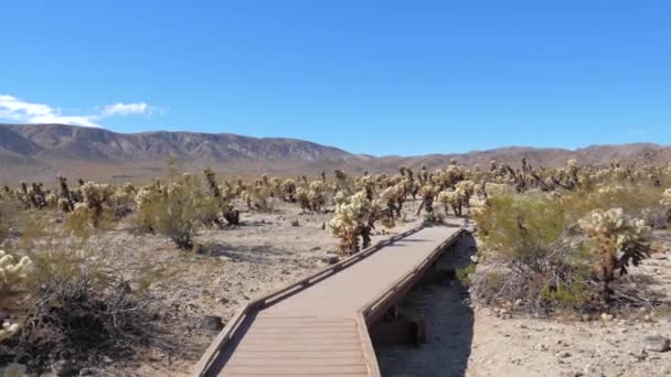 Moción lenta en el hermoso jardín de cactus de cholla en el Parque Nacional Joshua Tree — Vídeos de Stock