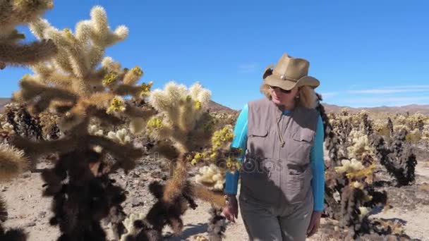 Женщина-путешественница в шляпе и солнцезащитных очках Посмотрите и дотроньтесь до кактуса Чолла красоты — стоковое видео
