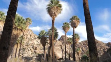 Oasis kayalar ile çölde palmiye ağaçları ile. Ağır çekim. 4k