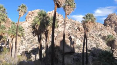 Sol Oasis çölde palmiye ağaçları ile Panorama sağdan. Ağır çekim. 4k