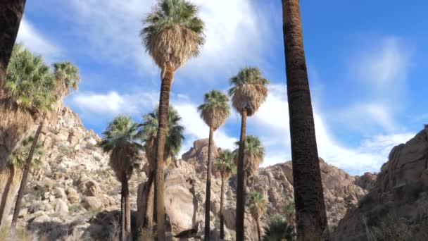 Panorama depuis l'oasis du bas vers le haut avec des palmiers dans le désert. Au ralenti. 4K — Video