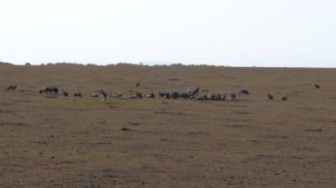 Kuşlar akbabalar leş Afrika Savannah yemek