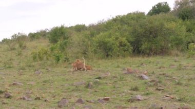 Dinlenme, aslan kadar koşmak ona küçük yavrularını ve oynamak için o Growls başlayın