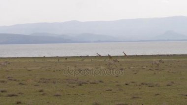 Birbirimizi Afrika savana tarlada çalışan zebra