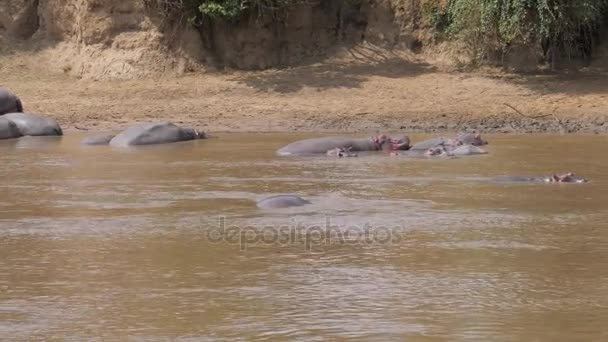 Flusspferde ruhen sich am Ufer aus, schwimmen und tauchen unter Wasser im Mara-Fluss. — Stockvideo