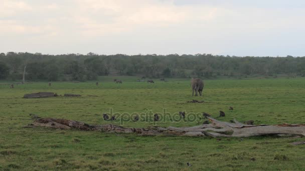 Αφρικανικός ελέφαντας περπατά μέσα στη βροχή στην Πράσινη πεδιάδα όπου βόσκουν ζώα — Αρχείο Βίντεο