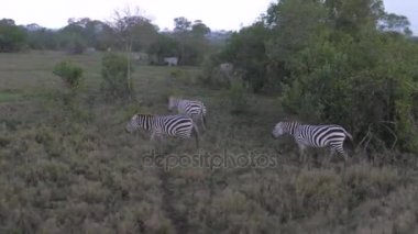 Yağmurda Afrika savana bir alanda otlayan zebralar sürüsü hareketi