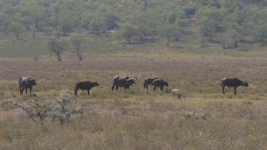 Buffalo ve ısı kuru ot ile çayırda otlatma Warthog sürüsü
