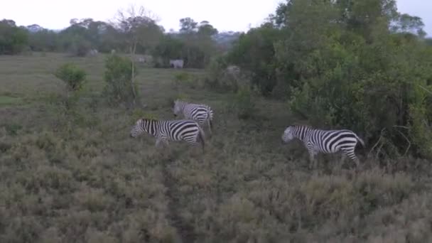 Förflyttning av en flock zebror som betar i ett fält i afrikanska savannen i regnet — Stockvideo