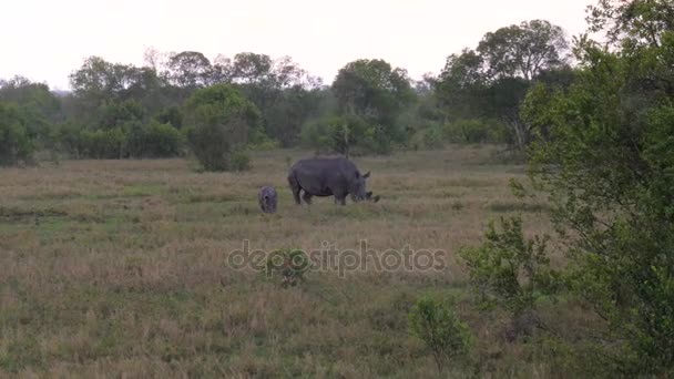Носорог с ребенком пасущимся на лугах африканской саванны под дождем — стоковое видео