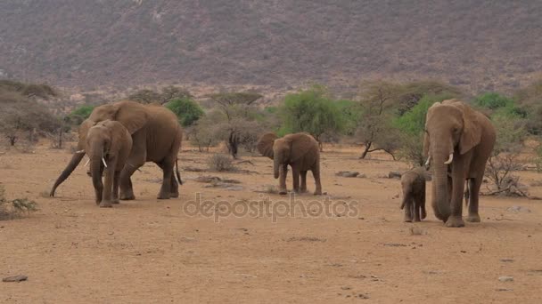 Rodzina słonie z dzieckiem idzie na pustyni z brązowym piaskiem — Wideo stockowe