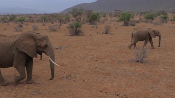 Сім'я слонів з дитиною йде пустелю з червоно-коричневим піском — стокове відео