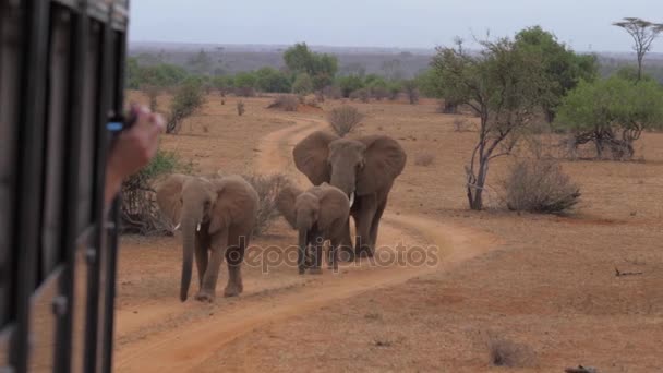 Tiroteio foto e vídeo elefantes de carros Safari, Eles vão na estrada — Vídeo de Stock